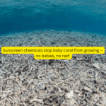 Beach Bum Tallow Sunscreen SPF30 - Image 7