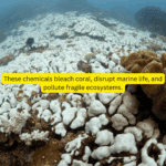 Beach Bum Tallow Sunscreen SPF30 - Image 8